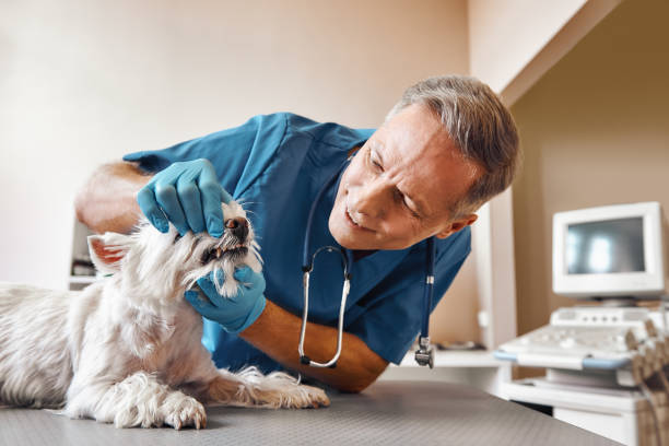 Best Broken or Chipped Tooth Repair in Garden Grove, CA